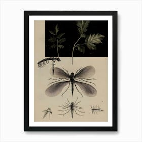 Dark Gothic Flies And Insects Art Print