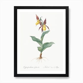 Lady S Slipper Orchid, Pierre Joseph Redoute Art Print