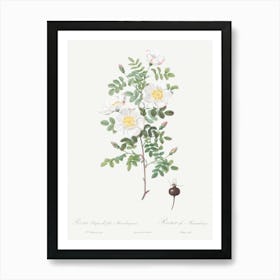 Burnet Rose, Pierre Joseph Redoute Art Print