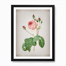 Vintage Cabbage Rose Botanical on Parchment n.0931 Art Print