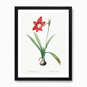 Hippeastrum Illustration From Les Liliacées, Pierre Joseph Redouté Art Print