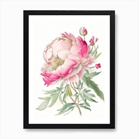 Peony Floral Quentin Blake Inspired Illustration 4 Flower Art Print