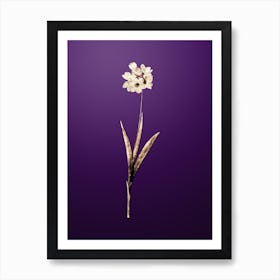 Gold Botanical Ixia Maculata on Royal Purple n.4475 Art Print