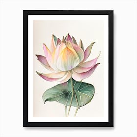 Early Lotus Watercolour Ink Pencil 1 Art Print