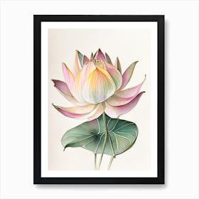 Early Lotus Watercolour Ink Pencil 1 Poster