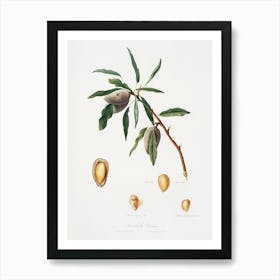 Almond (Guscio Tenero) From Pomona Italiana (1817 - 1839), Giorgio Gallesio Art Print