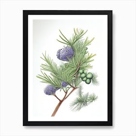 Juniper Herb Pencil Colour Art Print