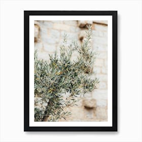 Olive Tree in France, Travel Photography France Art Print