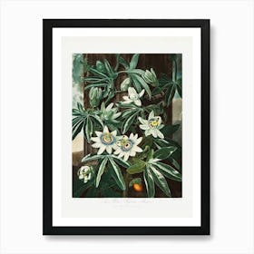 Vintage Botanical Temple Of Flora _2476841 Art Print