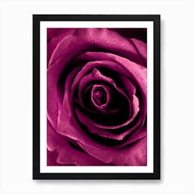 Depp Pink Rose Art Print