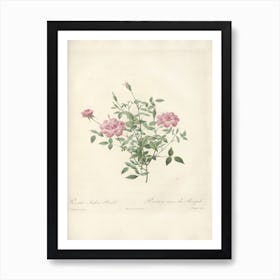 Rose Illustration, Pierre Joseph Redoute (73) Art Print