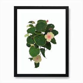 Wax Begonia (Begonia X Semperflorens Cultorum) Watercolor Art Print