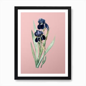 Vintage German Iris Botanical on Soft Pink n.0070 Art Print