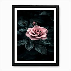 Dark Rose 12 Art Print