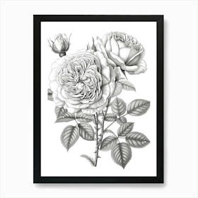 Rose With Dewdrops Line Drawing 1 Art Print