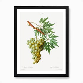 Grape Vine, Pierre Joseph Redoute Art Print