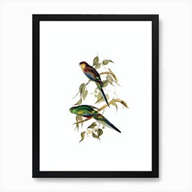 Vintage Mulga Parakeet Parrot Bird Illustration on Pure White n.0344 Art Print