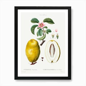 Chinese Quince, Pierre Joseph Redoute Art Print