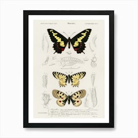 Different Types Of Butterfly, Charles Dessalines D'Orbigny 4 Art Print