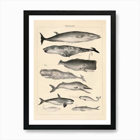 Whales Vintage Illustration Art Print