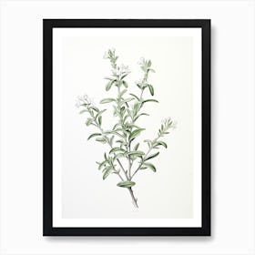 Wingter Savory Vintage Botanical Herbs 2 Art Print