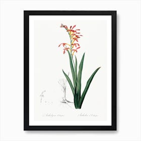 Antholyza Aethiopica, Pierre Joseph Redoute Art Print