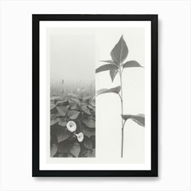 Morning Glory Flower Photo Collage 3 Art Print