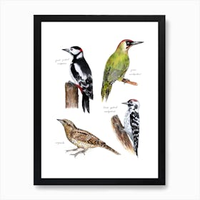 Woodpecker Birds Brown Art Print