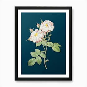 Vintage White Damask Rose Botanical Art on Teal Blue n.0079 Art Print