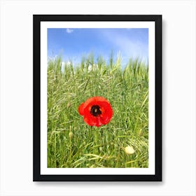 Single Red Poppy In A Wheat Field Art Print