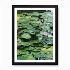 Water Lily Art Print