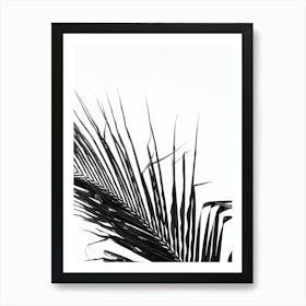 Palm Leaf Isolated On White Art Print