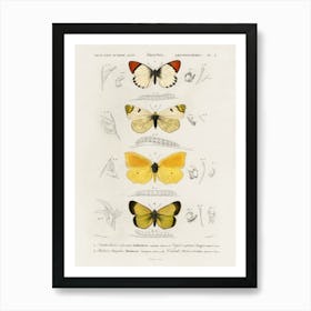 Different Types Of Butterfly, Charles Dessalines D'Orbigny Art Print