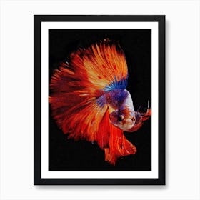 Big Tail Siamese Fighting Fish Digital Painting Art Print