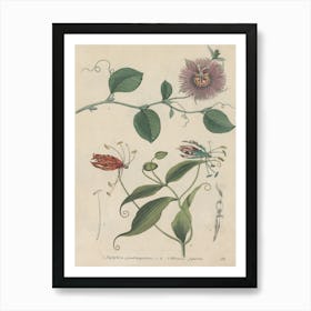 Passion Flower Art Print