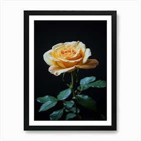 Yellow Rose On Black Background Art Print