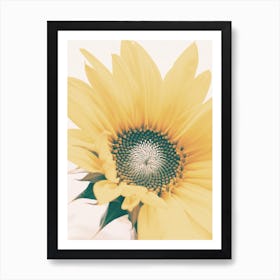 Open Sunflower Art Print