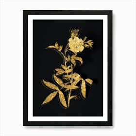 Vintage White Rose of York Botanical in Gold on Black n.0510 Art Print