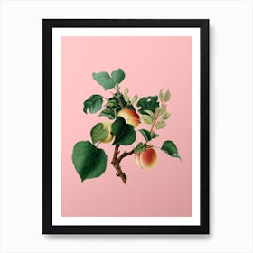 Vintage Apricot Botanical on Soft Pink n.0673 Art Print