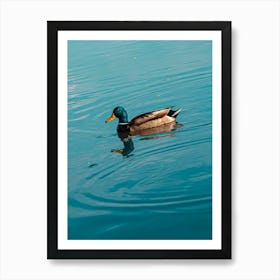 Duck. Collection. No. 1. In Blue Water. Vertical. 1 Art Print