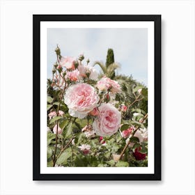 Pink Roses Garden Art Print