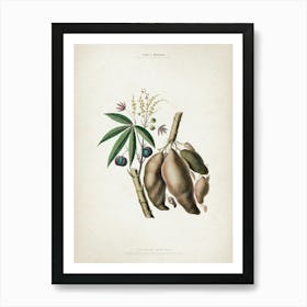 Vintage Denisse 8 Jatropha Manihot Art Print