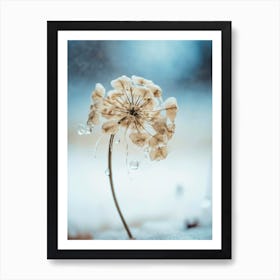 Frozen Flower No 2 Art Print