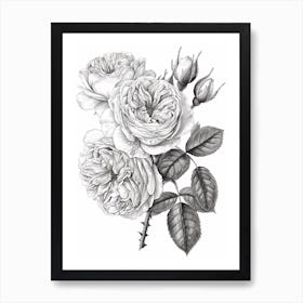 Rose With Dewdrops Line Drawing 4 Art Print