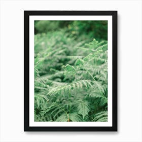 Ferns In The Forest, Ireland  Art Print