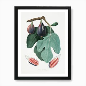 Fig (Figus Carica) From Pomona Italiana (1817 - 1839), Giorgio Gallesio Art Print