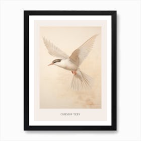 Vintage Bird Drawing Common Tern 2 Poster Art Print