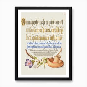 Centipede, Wood Cranesbill, And Mushroom From Mira Calligraphiae Monumenta, Joris Hoefnagel Art Print