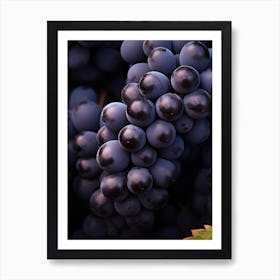 Black Grapes 6 Art Print