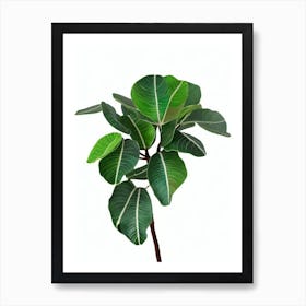 Fiddle Leaf Fig (Ficus Lyrata) Watercolor Art Print
